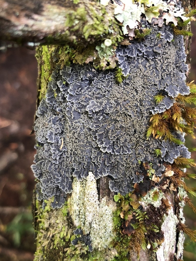 Matted Lichen