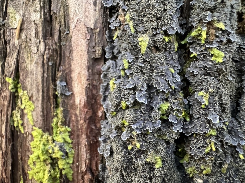 Matted Lichen photo 2