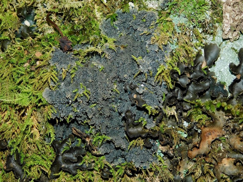 Matted Lichen photo 3