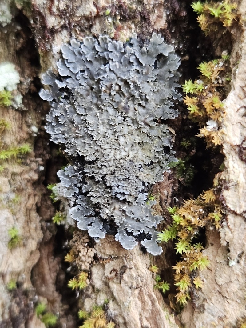 Matted Lichen photo 4