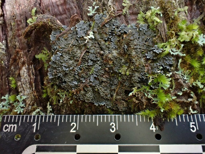 Matted Lichen photo 5
