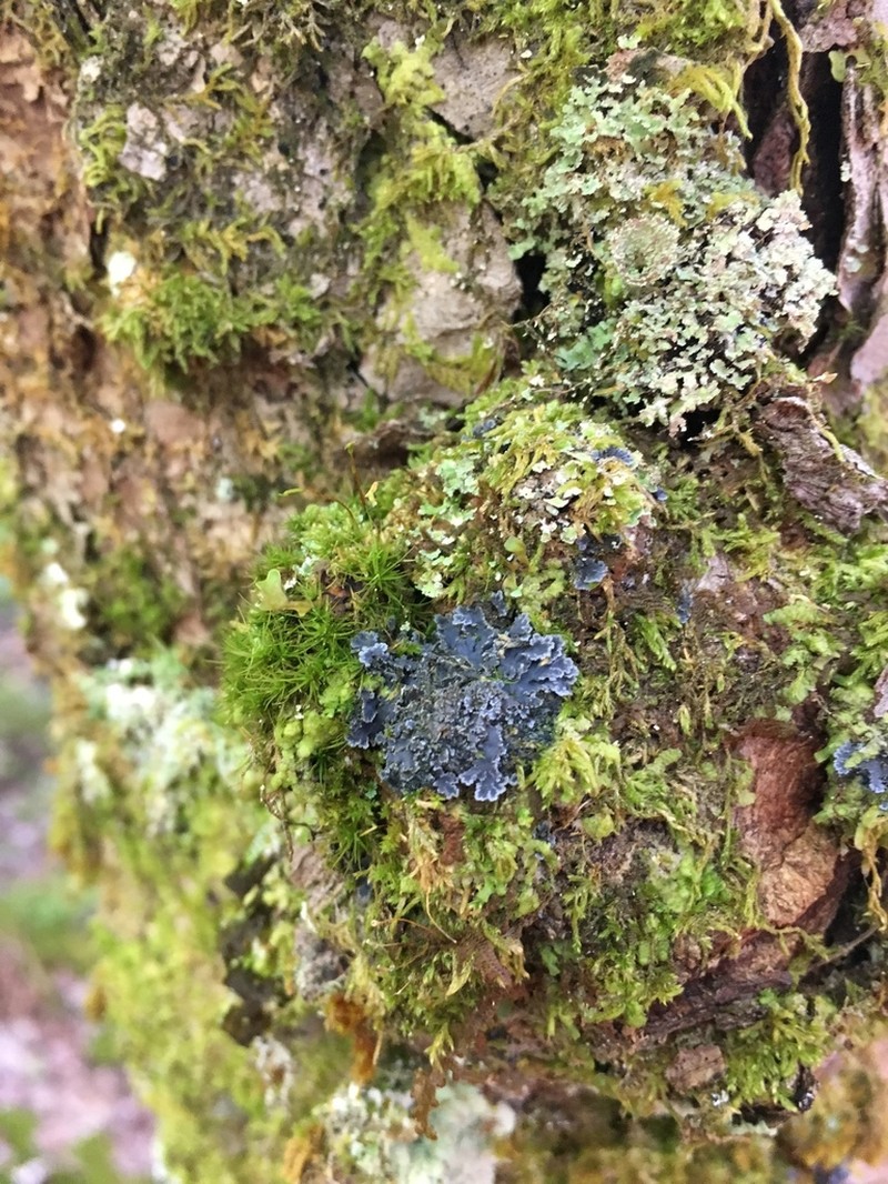 Matted Lichen photo 6