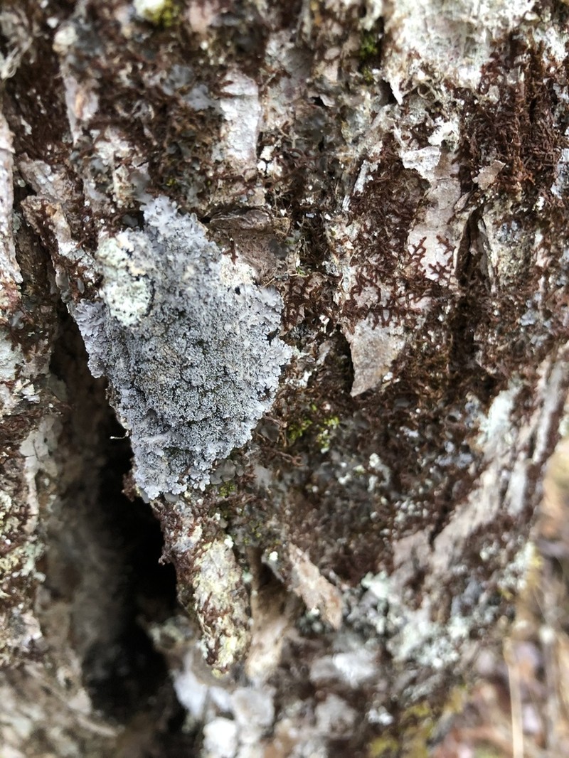 Matted Lichen photo 7