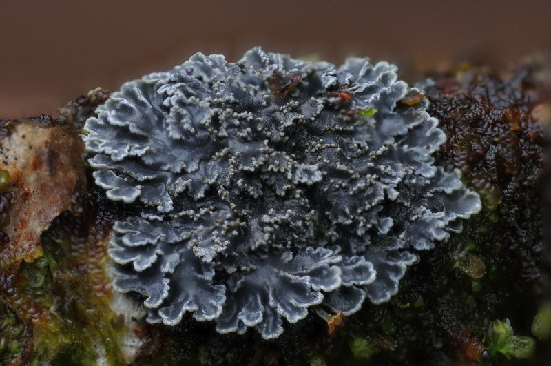 Matted Lichen photo 8