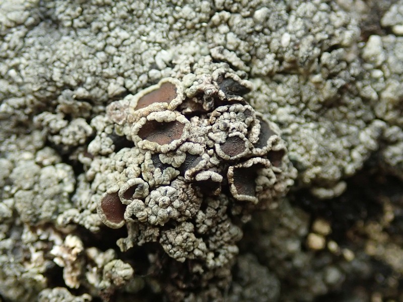 Hooker's Matted Lichen