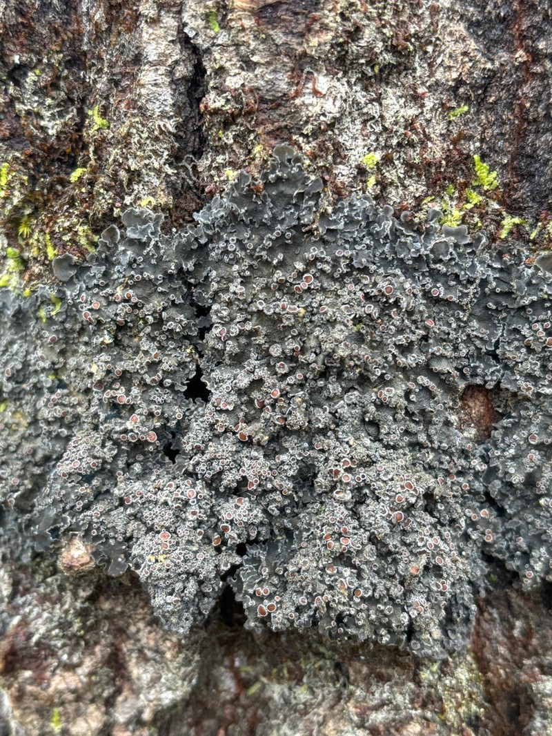 Matted Lichen