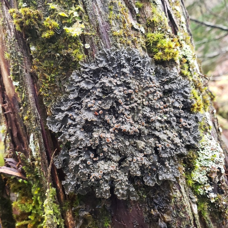 Matted Lichen photo 2