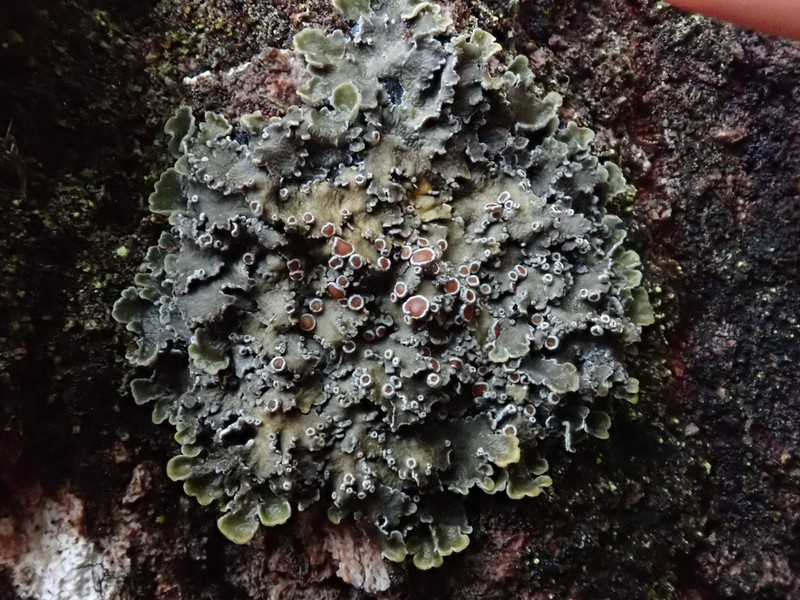 Matted Lichen photo 3