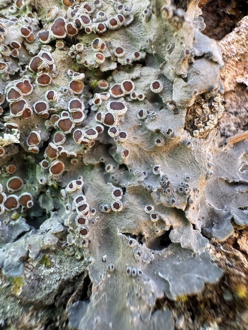 Matted Lichen photo 4