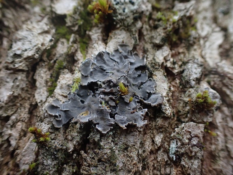 Matted Lichen photo 5