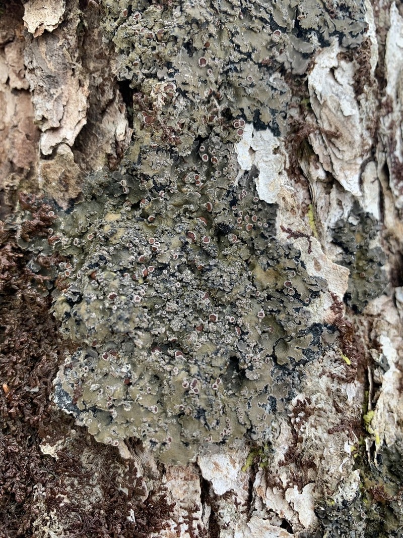 Matted Lichen photo 6