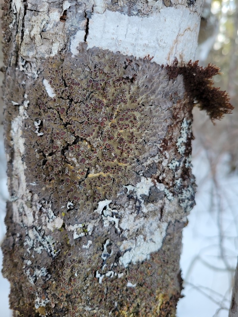 Matted Lichen photo 7