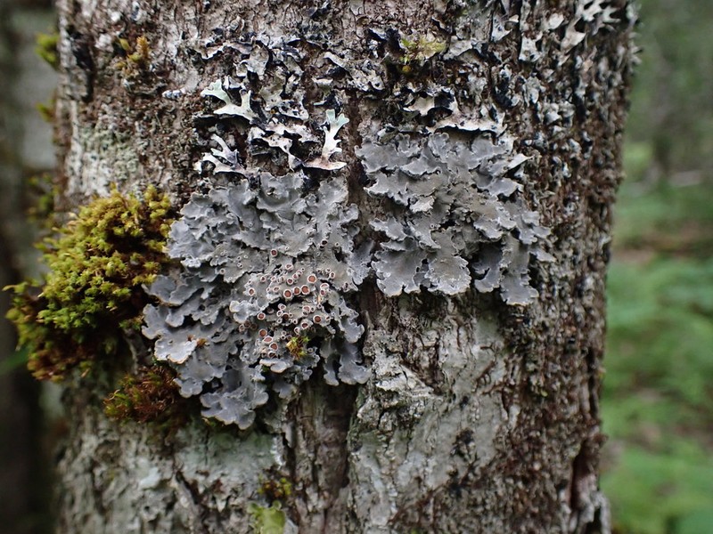 Matted Lichen photo 8