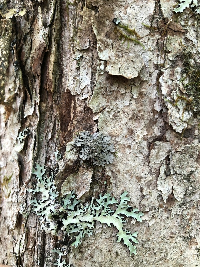 Matted Lichen
