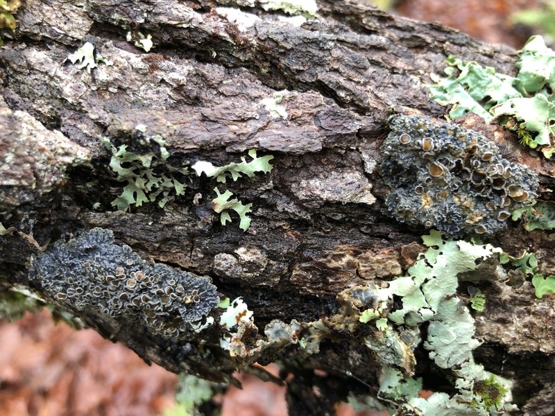Matted Lichen photo 2