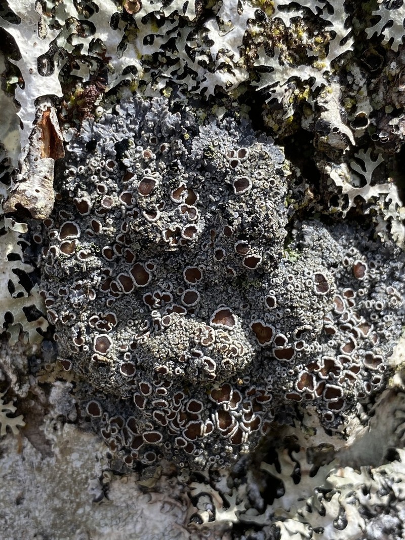 Matted Lichen photo 3