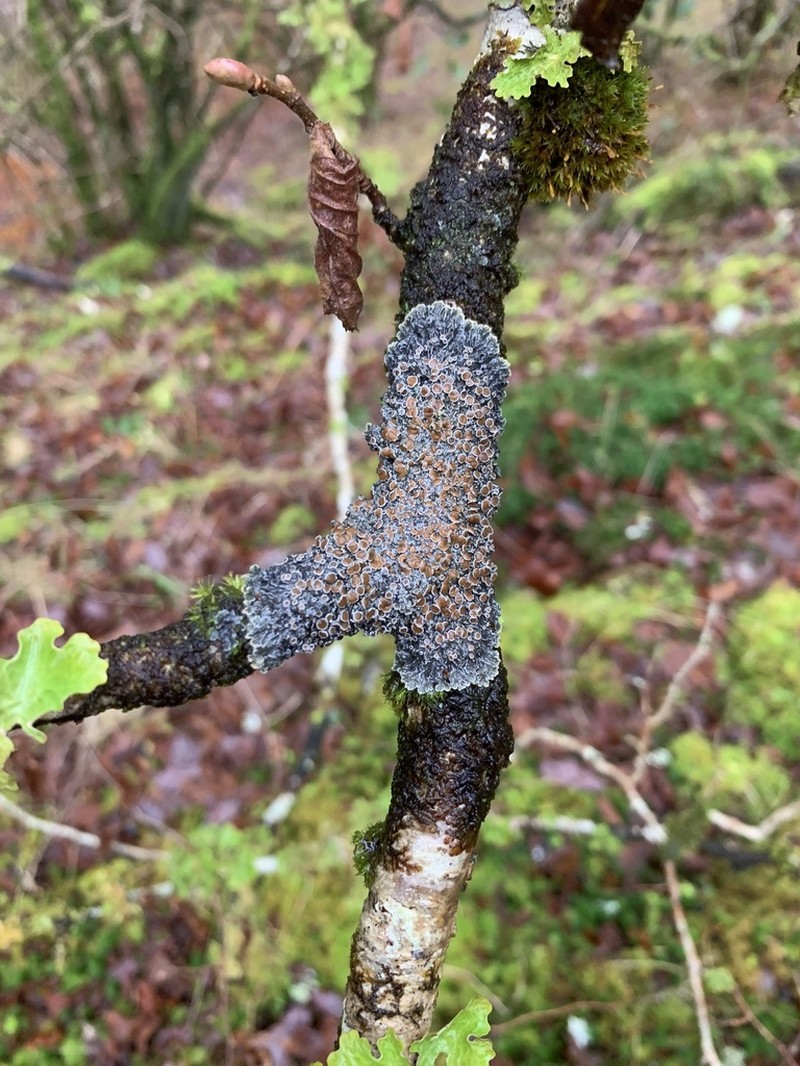 Matted Lichen photo 4