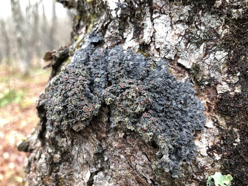 Matted Lichen photo 5