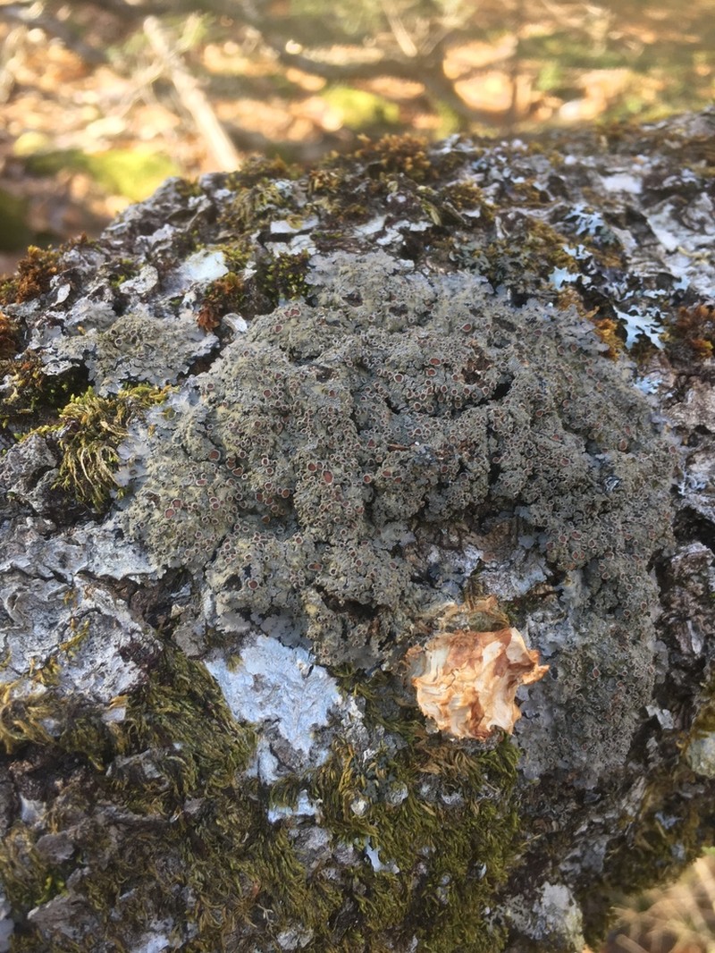Matted Lichen photo 6