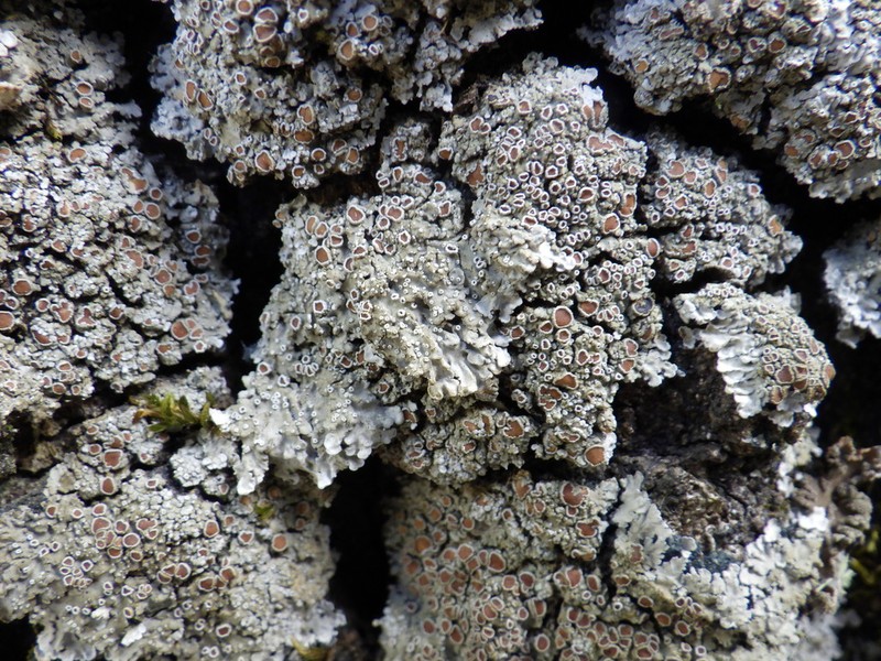 Matted Lichen photo 7