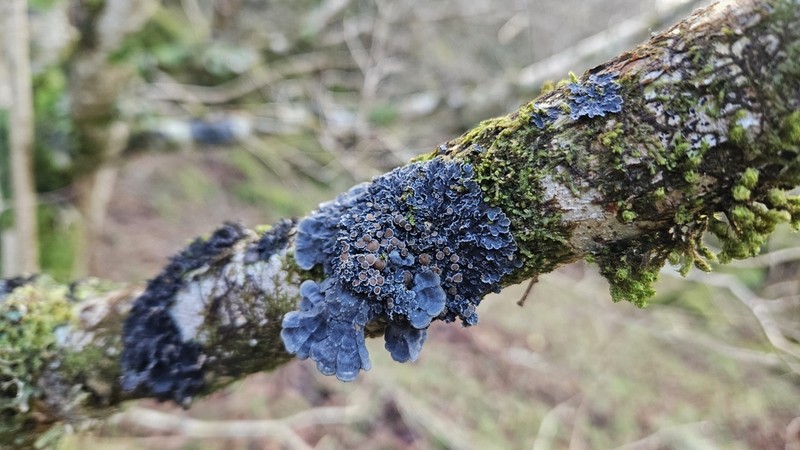 Matted Lichen photo 8