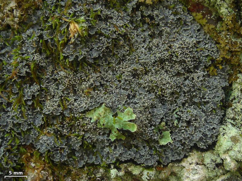 Tavares' Matted Lichen