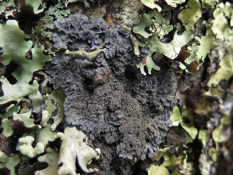 Tavares' Matted Lichen