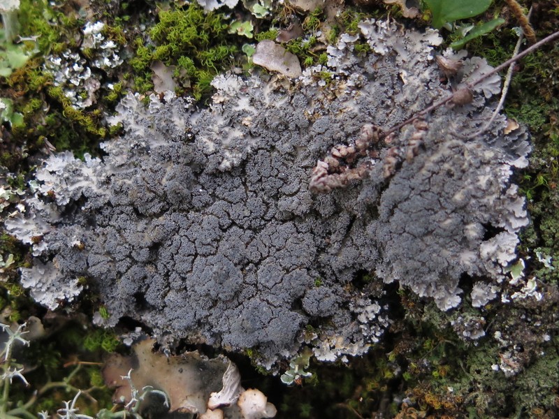 Tavares' Matted Lichen photo 2