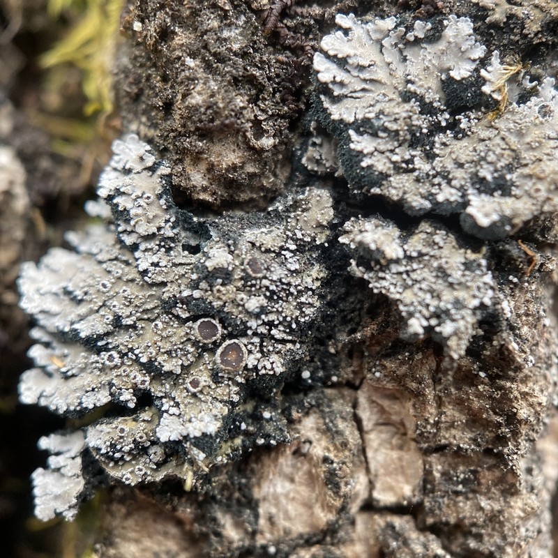 Tavares' Matted Lichen photo 3