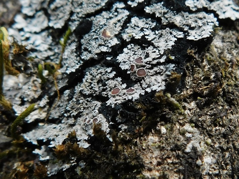 Tavares' Matted Lichen photo 4
