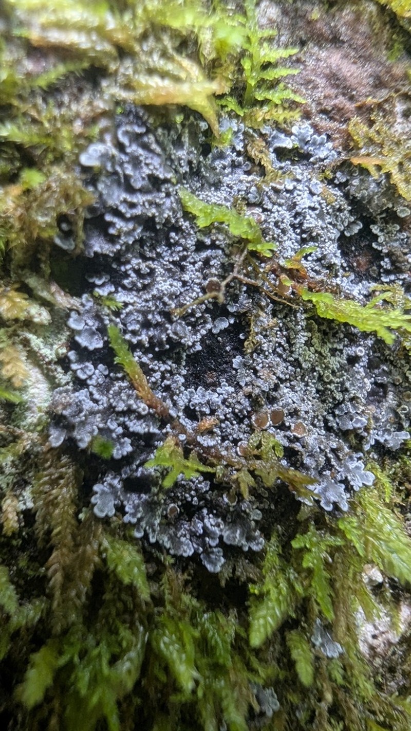 Tavares' Matted Lichen photo 5
