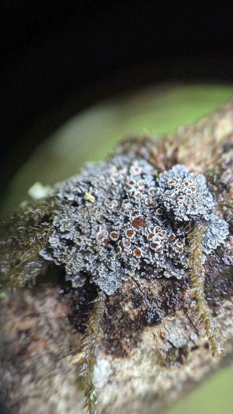 Tavares' Matted Lichen photo 6