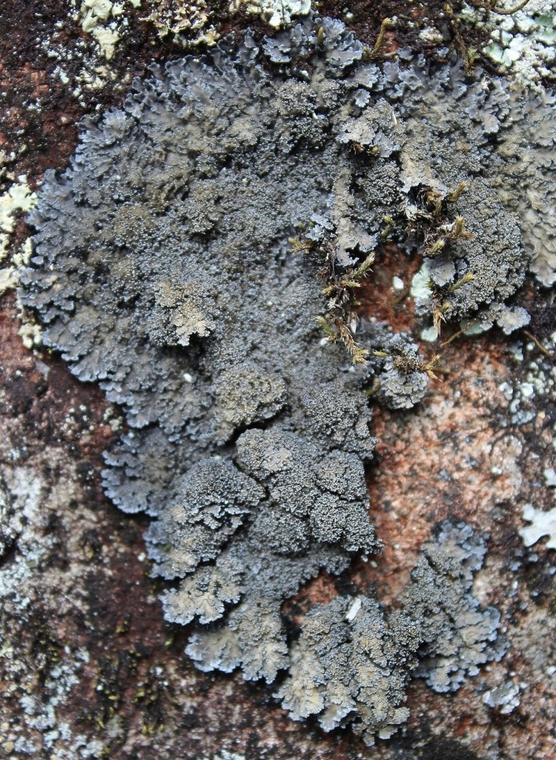 Tavares' Matted Lichen photo 7