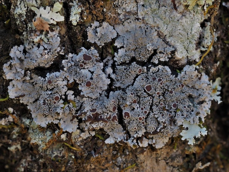Tavares' Matted Lichen photo 8
