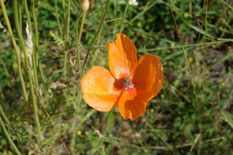 Papaver × tuberculatum