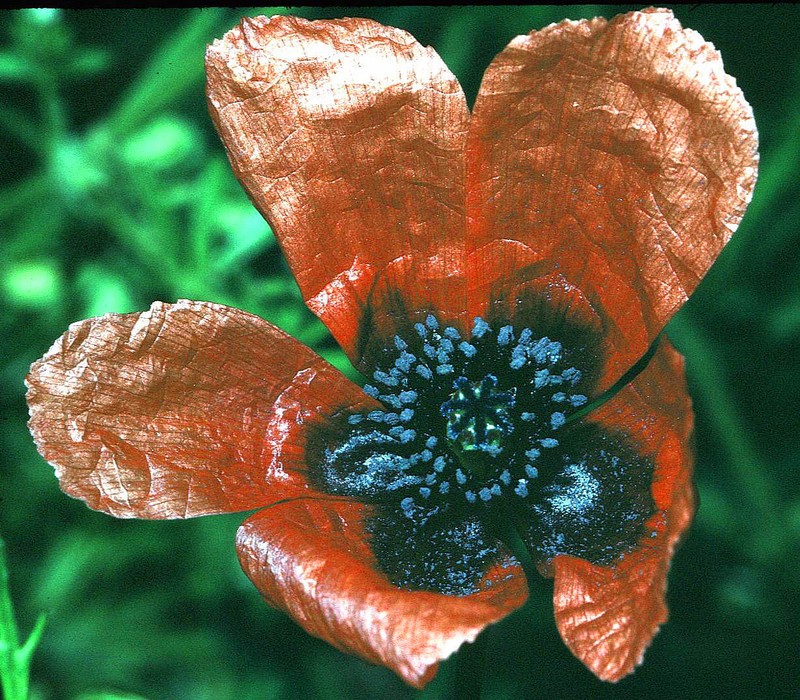 Long Pricklyhead Poppy photo 4