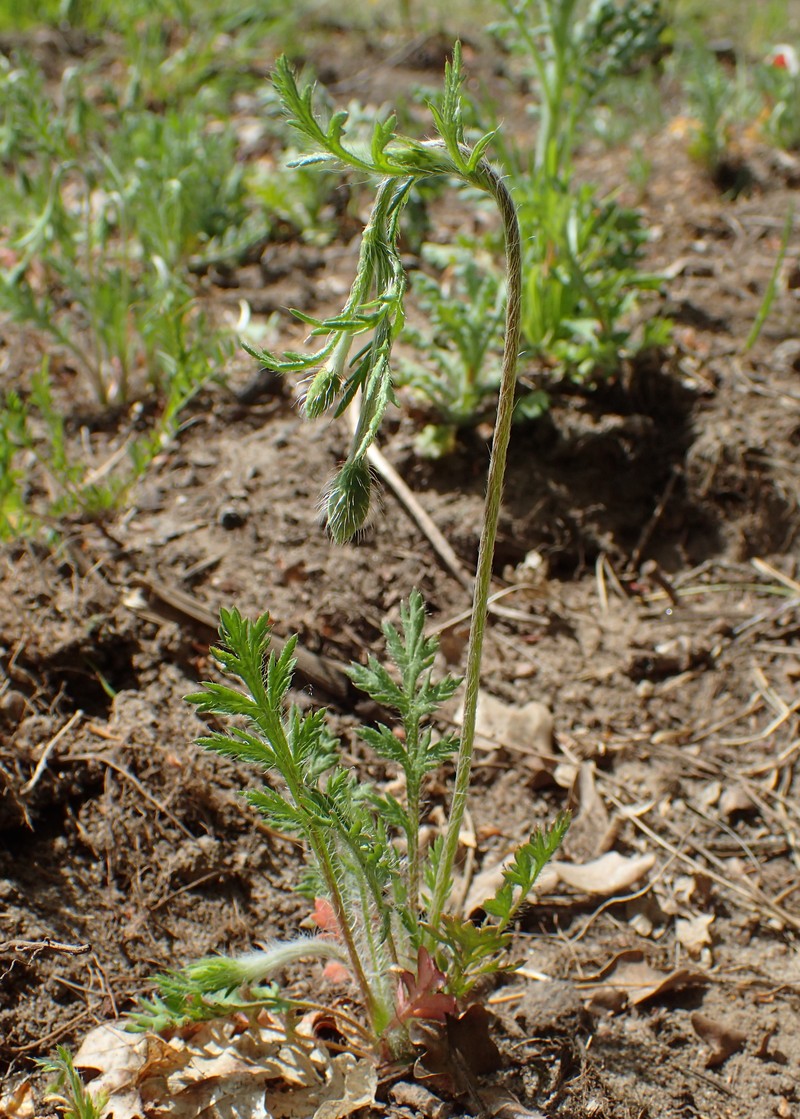 Long Pricklyhead Poppy photo 3