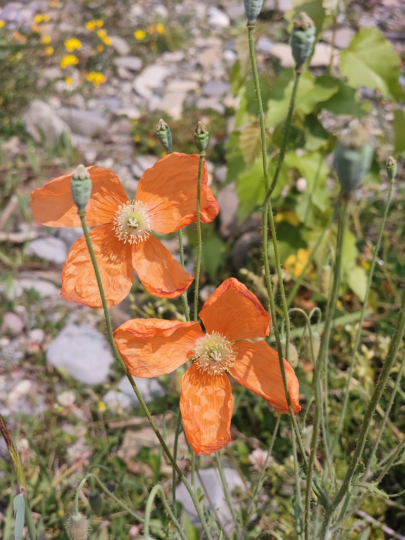 Papaver armeniacum subsp. armeniacum