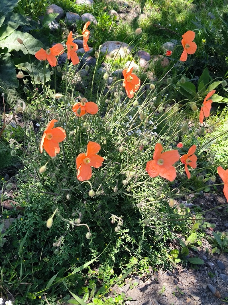 Papaver armeniacum subsp. armeniacum photo 2