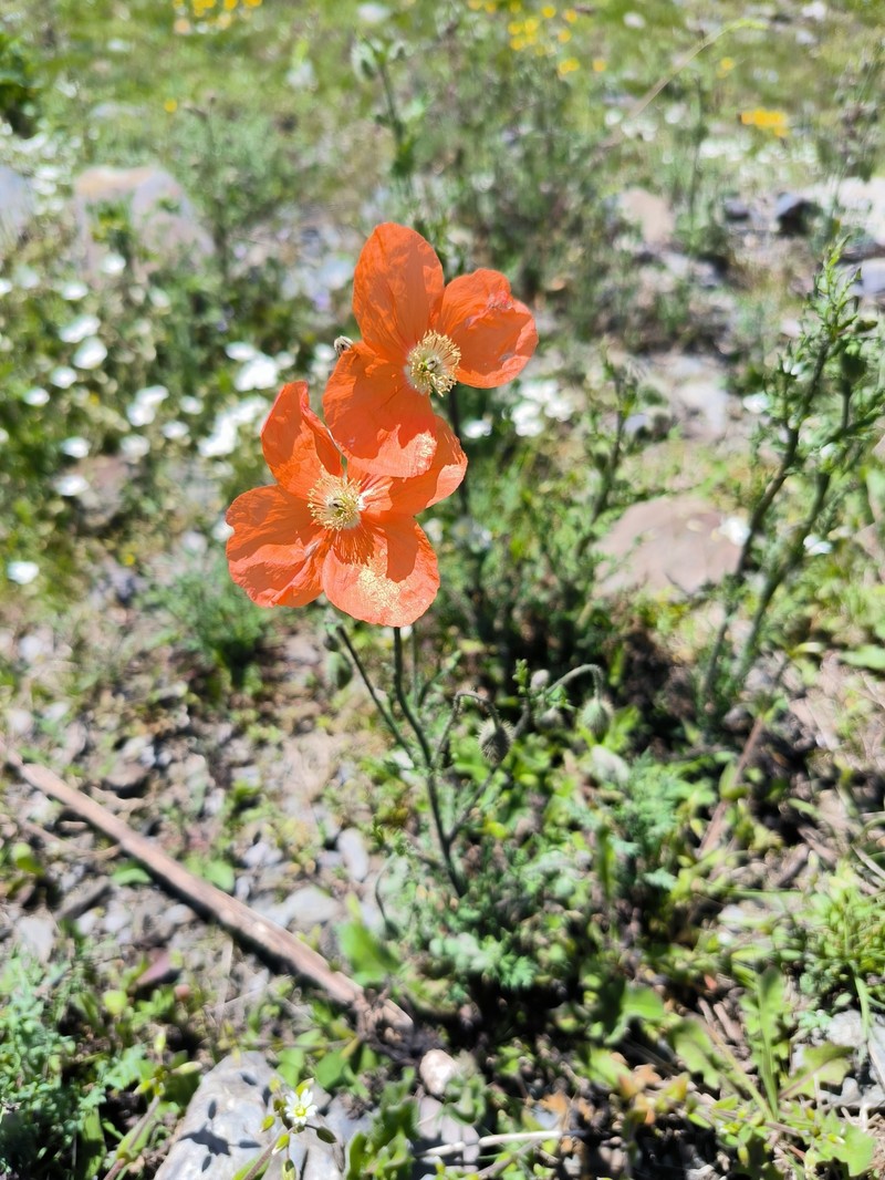 Papaver armeniacum subsp. armeniacum photo 3