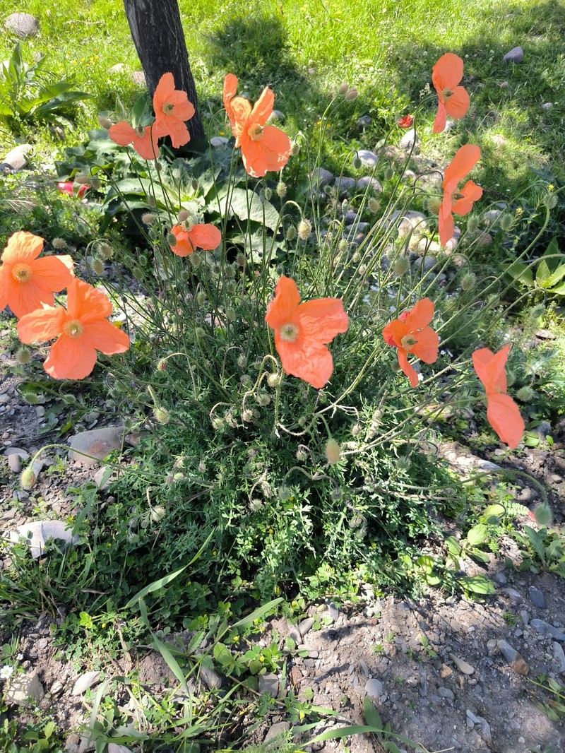 Papaver armeniacum subsp. armeniacum photo 4