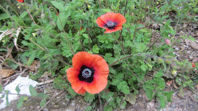 Papaver chelidoniifolium var. chelidoniifolium