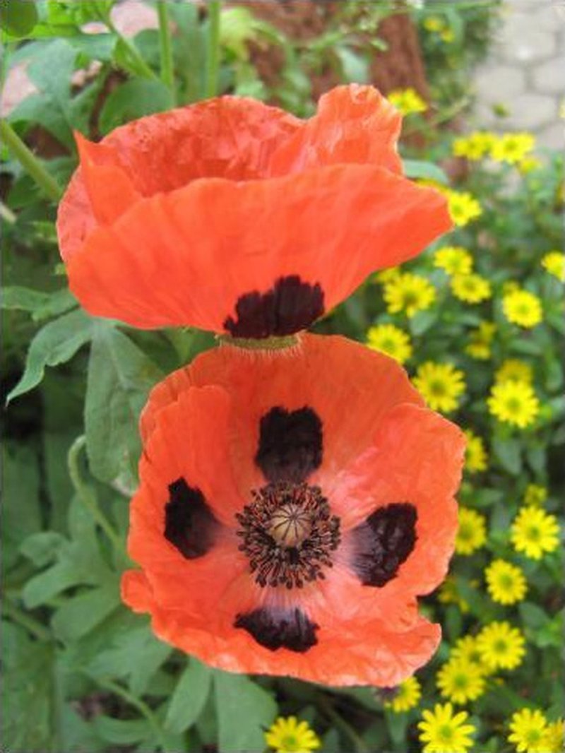 Papaver commutatum