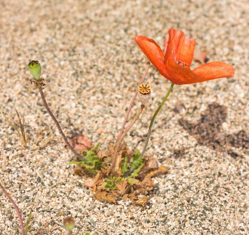Papaver cyprium