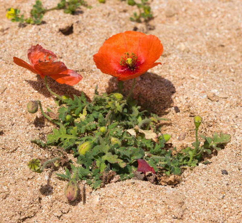 Papaver cyprium photo 2