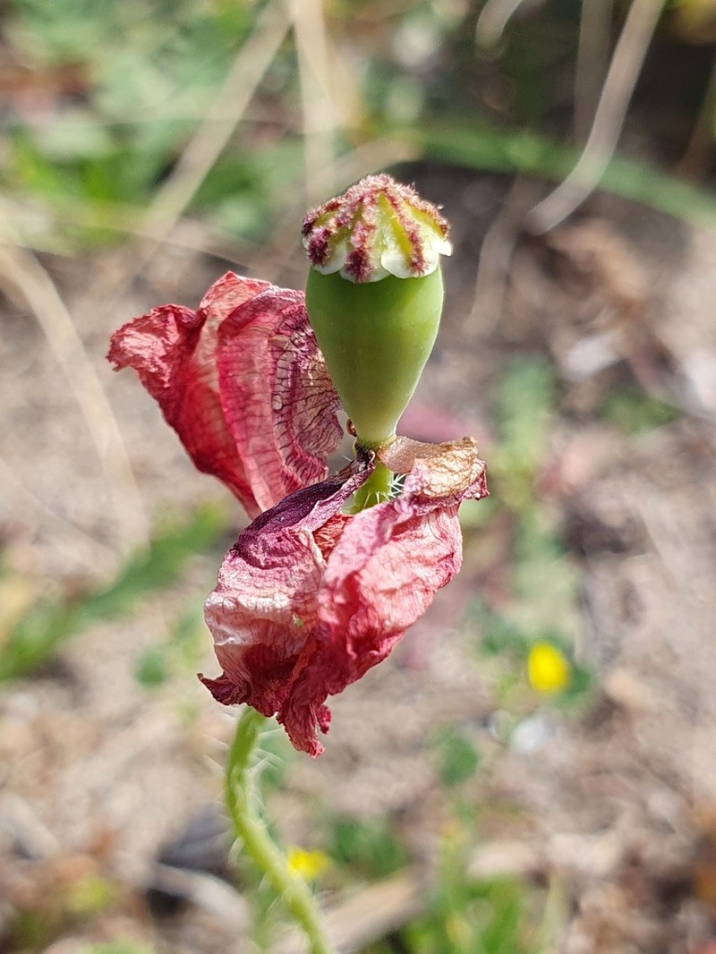 Papaver cyprium photo 3