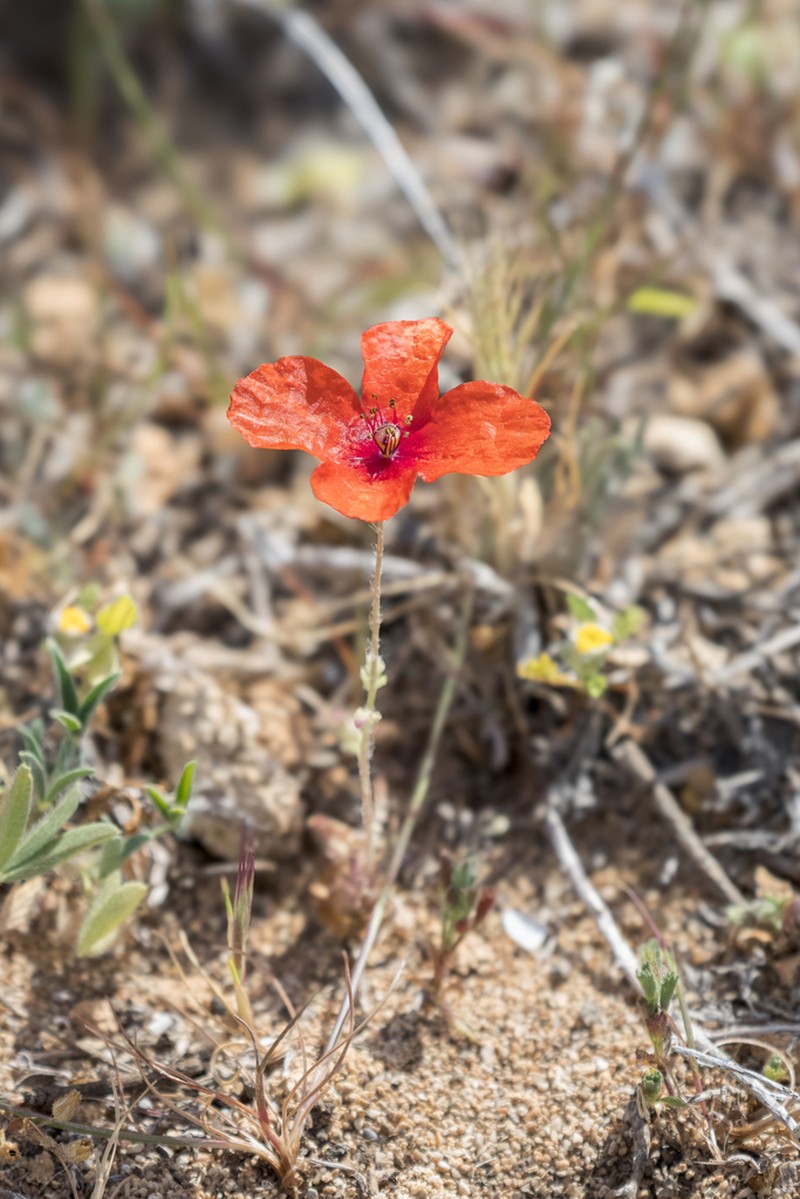 Papaver cyprium photo 4