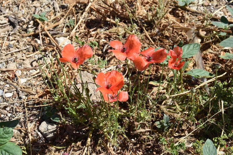 Papaver cyprium photo 5