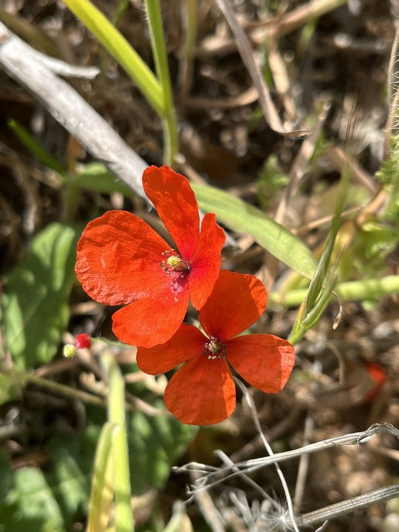 Papaver cyprium photo 6