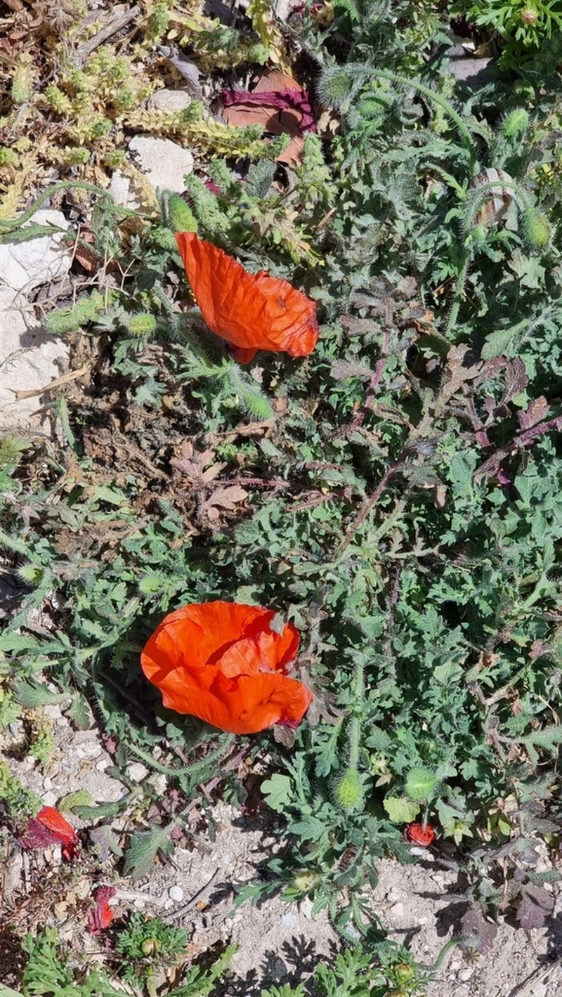 Papaver cyprium photo 8